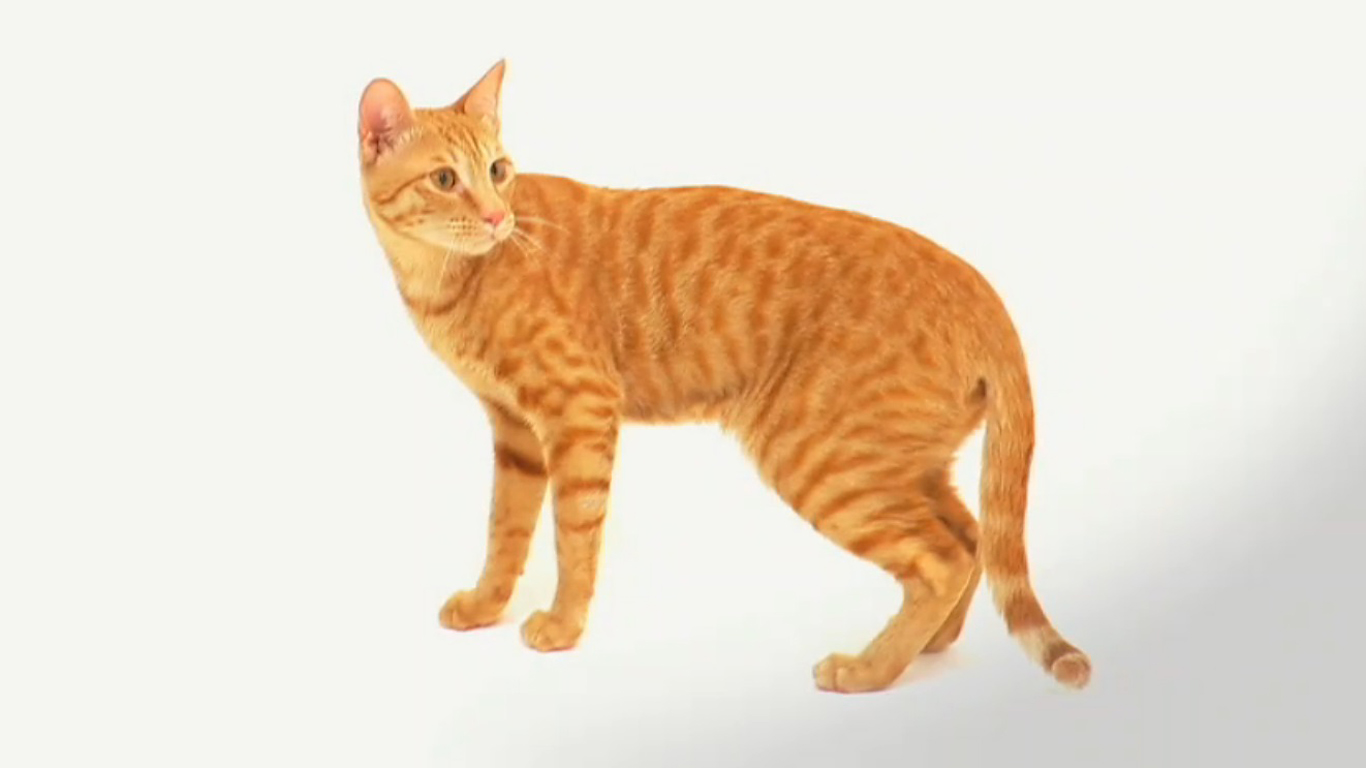 Arabian Mau Cat