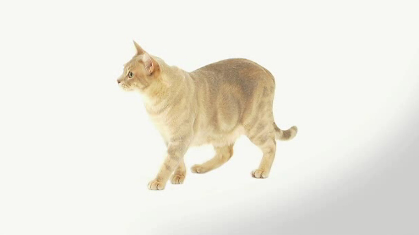 Australian Mist Cat