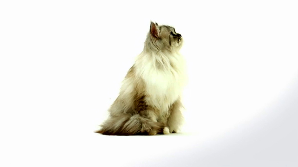 Birman Cat