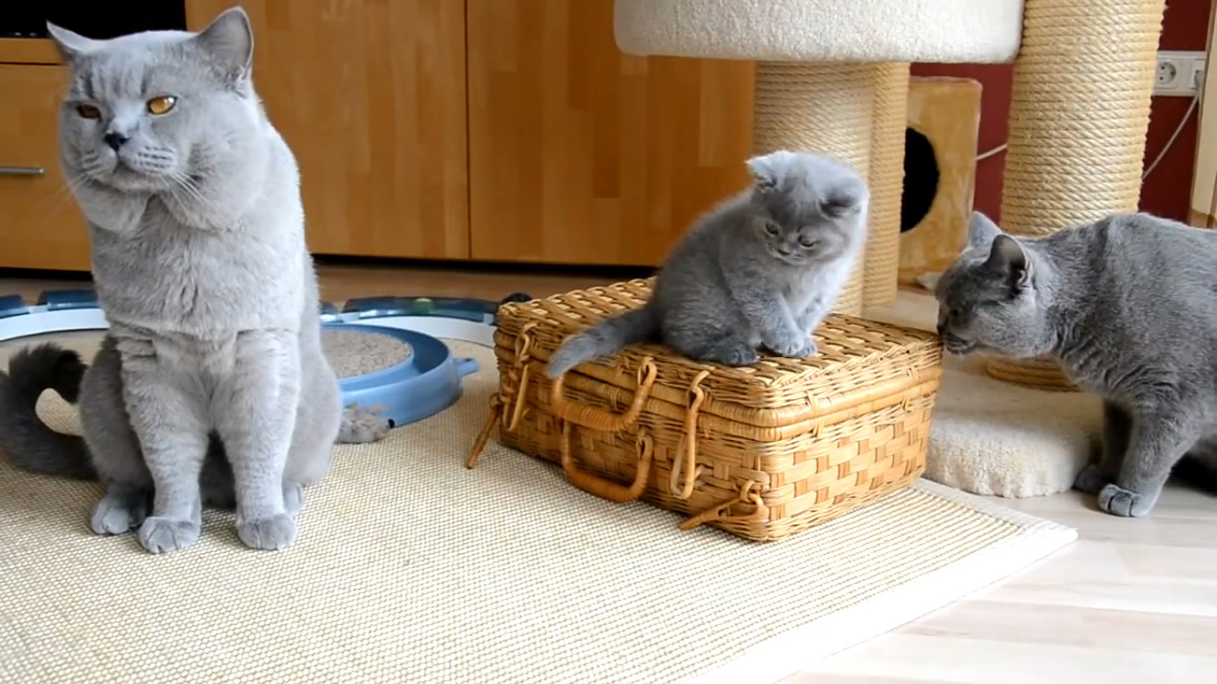 British Shorthair Cat