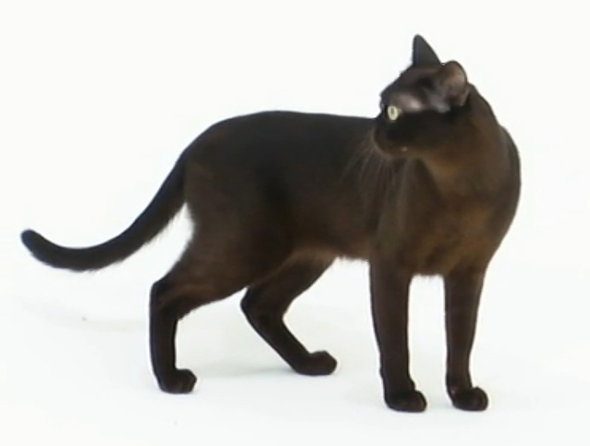 Burmese Cat
