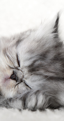 Cat Breeds with Pictures from A-Z - Cat-Breeds.com