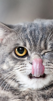 Cat Breeds