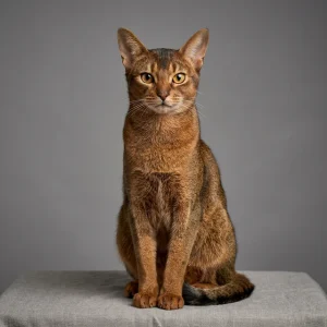 abyssinian-cat