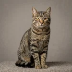Cyprus Cat