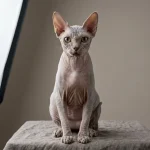 Donskoy Cat (Don Sphynx)