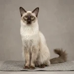 Javanese Cat