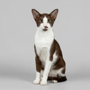 Oriental Bicolor