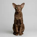 Oriental Shorthair Cat