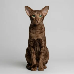 Oriental Shorthair Cat