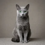 Russian Blue Cat