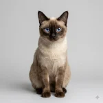 Thai Cat