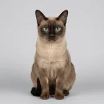 Tonkinese Cat