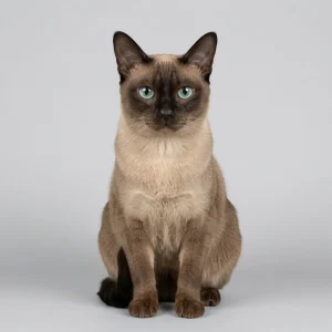 Tonkinese Cat