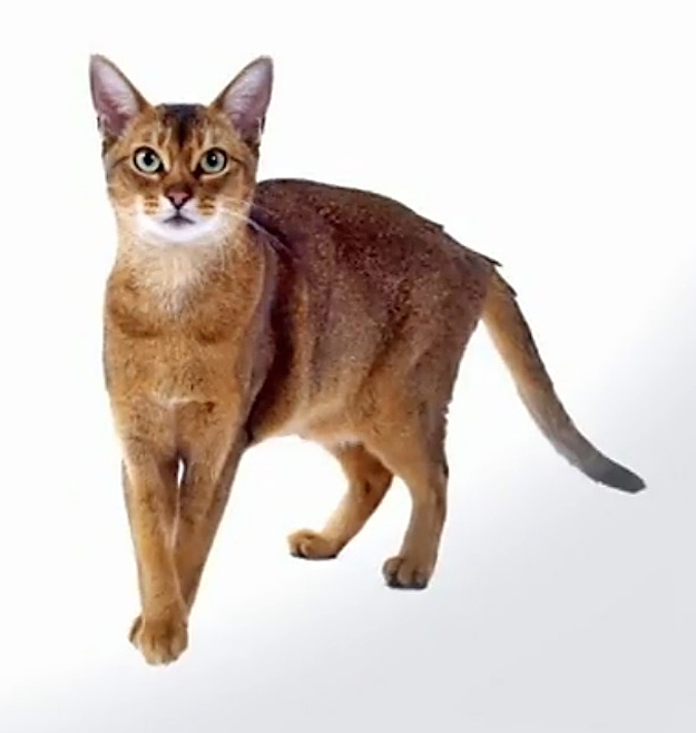 Abyssinian cat