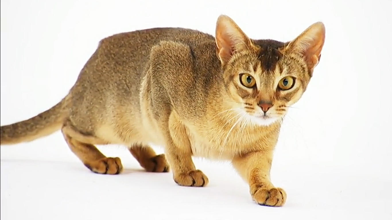 Abyssinian cat