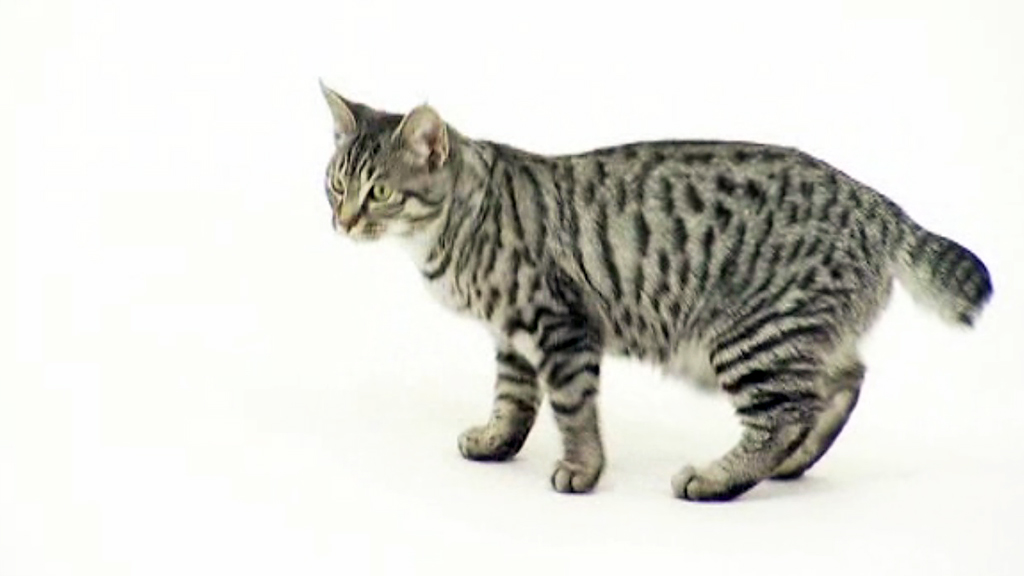 American Bobtail cat