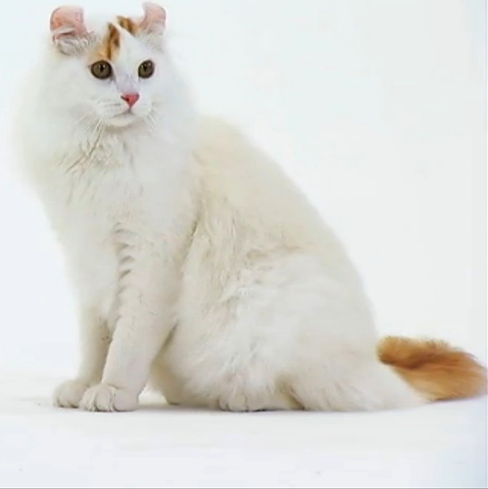 American Curl cat