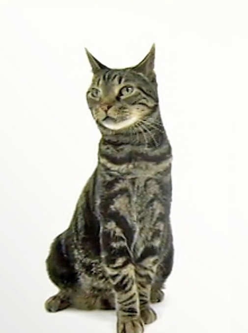 American Shorthair cat