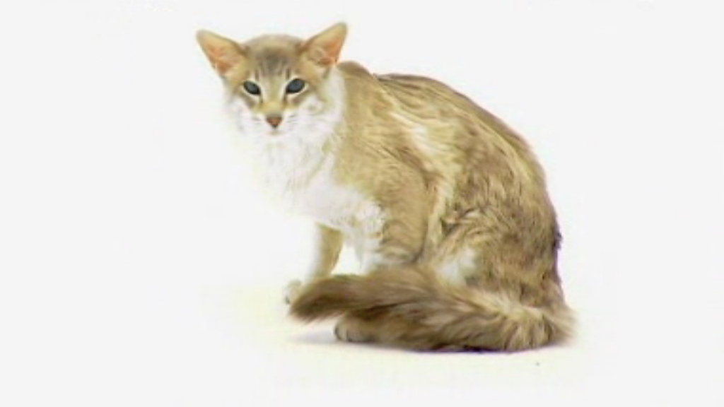 Balinese Cat