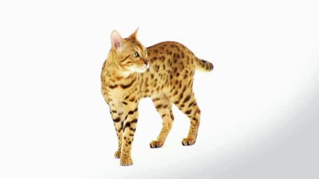 Bengal Cat