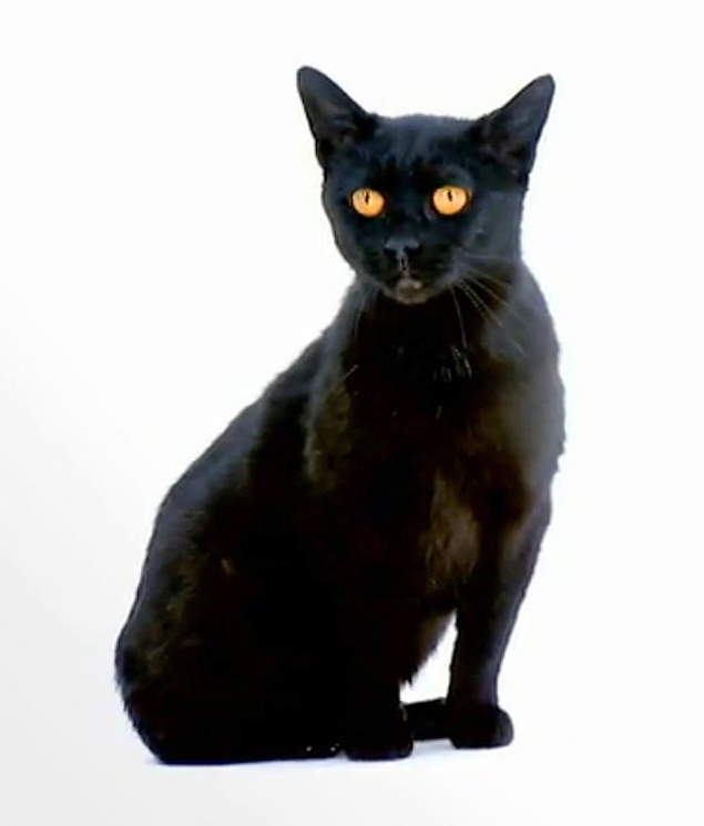 Bombay Cat