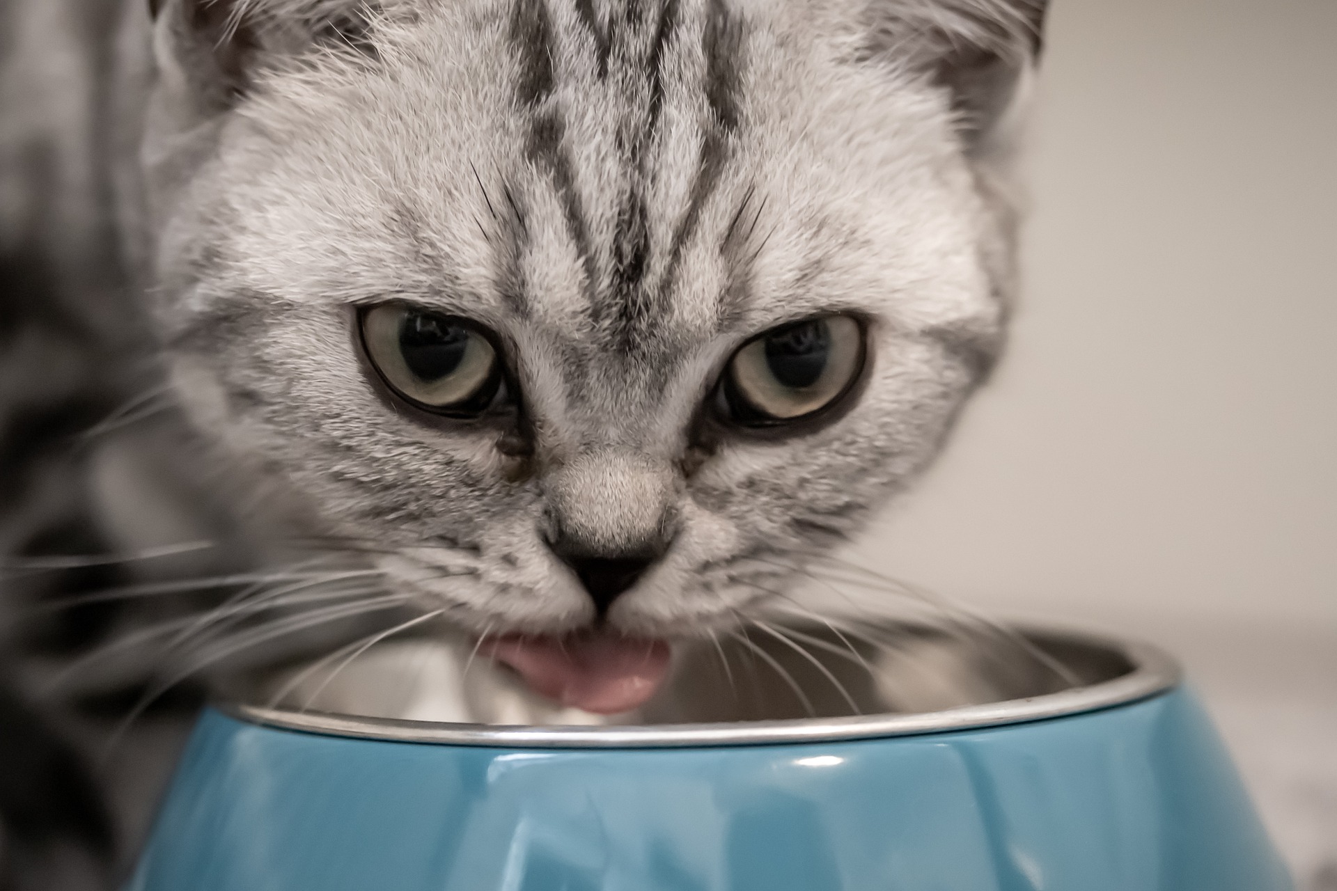 Are cats allowed to eat yogurt?